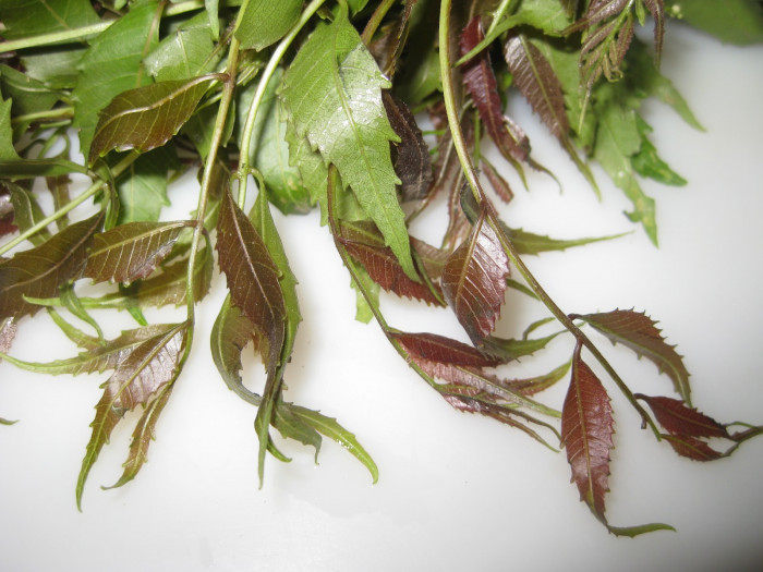 Organic Neem leaves -নীম পাতা