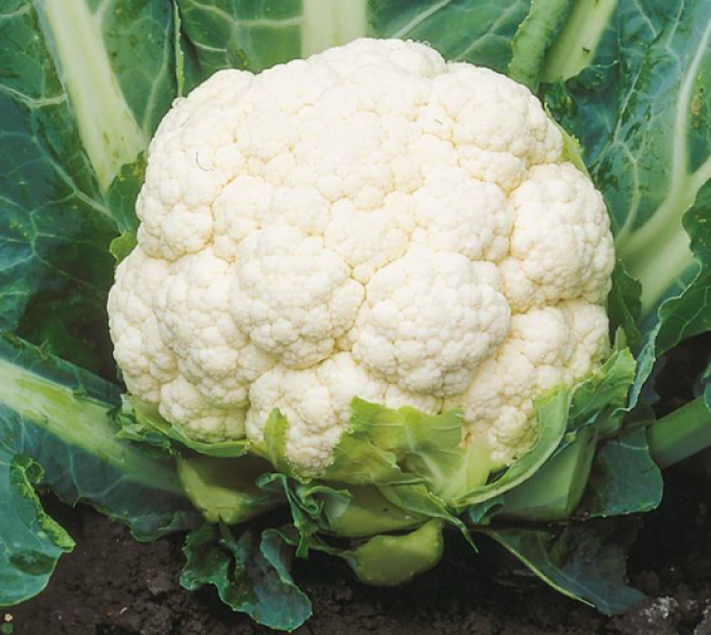 Organic Cauliflower - ফুলকপি