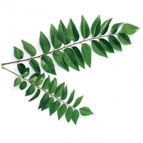 Curry leaves -কারি পাতা