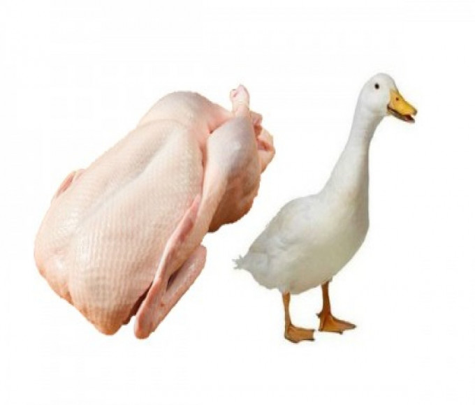 Duck with Skin Whole