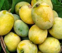 Naturally Ripen HIMSAGAR MANGO - গাছ পাকা হিমসাগর আম