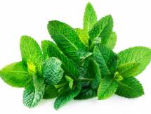 Fresh Mint leaves - পুদিনা পাতা