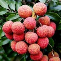Naturally Ripen Premium Lichu - গাছ পাকা  লিচু