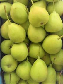 Kashmiri Nakh (Small Pears)