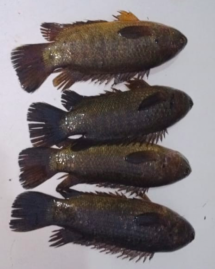 LIVE Desi KOI FISH (Small Size)- কই মাছ