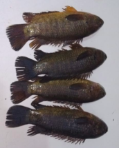 LIVE Desi KOI FISH (Medium Size)- কই মাছ