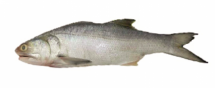 Gurjaoli Fish - গুরজাওলি