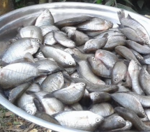 Kholse Fish-খোলসে মাছ