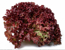 Organic Lettuce Lolo-Roso