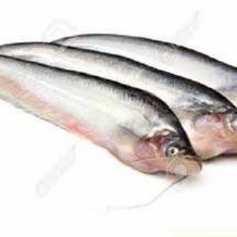 Fresh Pabda Fish - পাবদা  মাছ