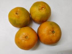 Organic Darjeeling-Orange (দার্জিলিং কমলা)