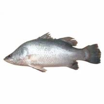 Bhetki Fish(600-900GM SIZE)