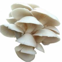 Fresh Oyster  Mushroom
