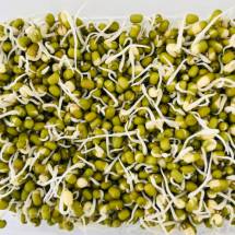 Green Moong Sprouts