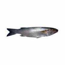Bhamon Fish