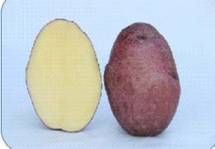 Kufri Neelkanth Potato