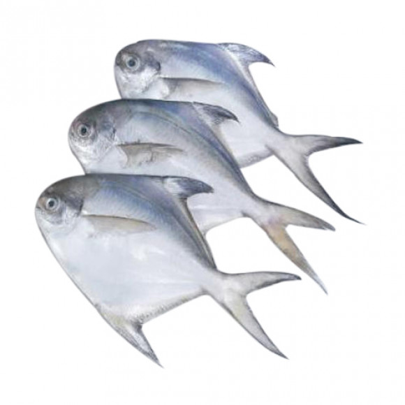 Pomfret Fish |7 to 10 Counts| - পমফ্রেট মাছ